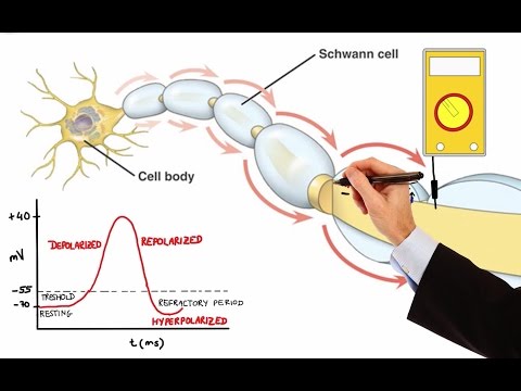 image-How does the membrane potential change during depolarization?