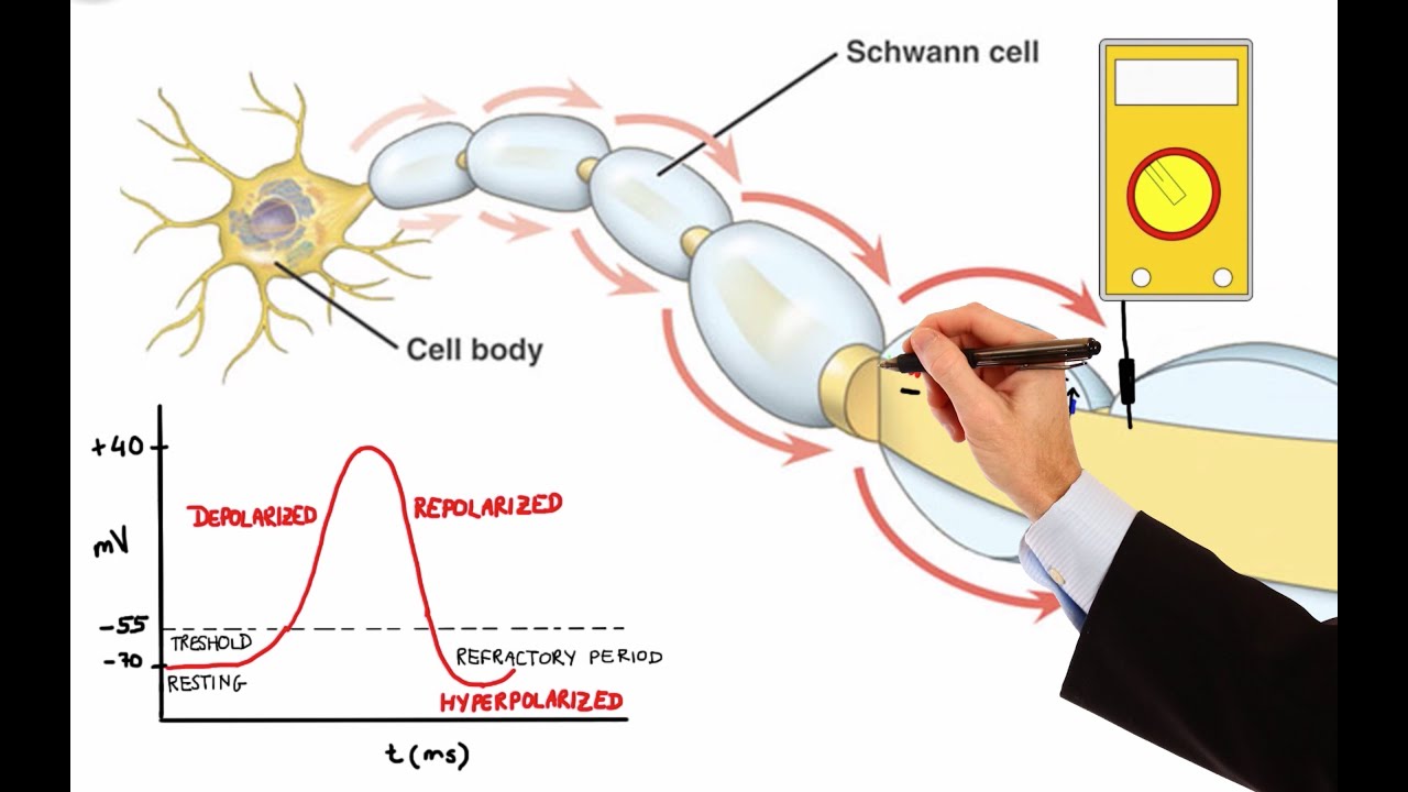 NEURON ACTION POTENTIAL (MADE EASY)