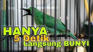 Download lagu Pancingan CUCAK IJO Biar Langsung GACOR mp3