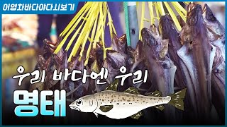 동태, 생태, 황태... 일인다역의 주인공인 국민 생선, 겨울철에 명태를 잡아 사계절 다 먹고 살던 시절이 …