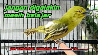 Download lagu Burung Sirtu Belajar Bunyi Memanggil Namanya mp3 Download lagu Burung Sirtu Belajar Bunyi Memanggil Namanya mp3