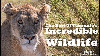 Tanzania’s Incredible Safari Wildlife - All In One Amazing Video !