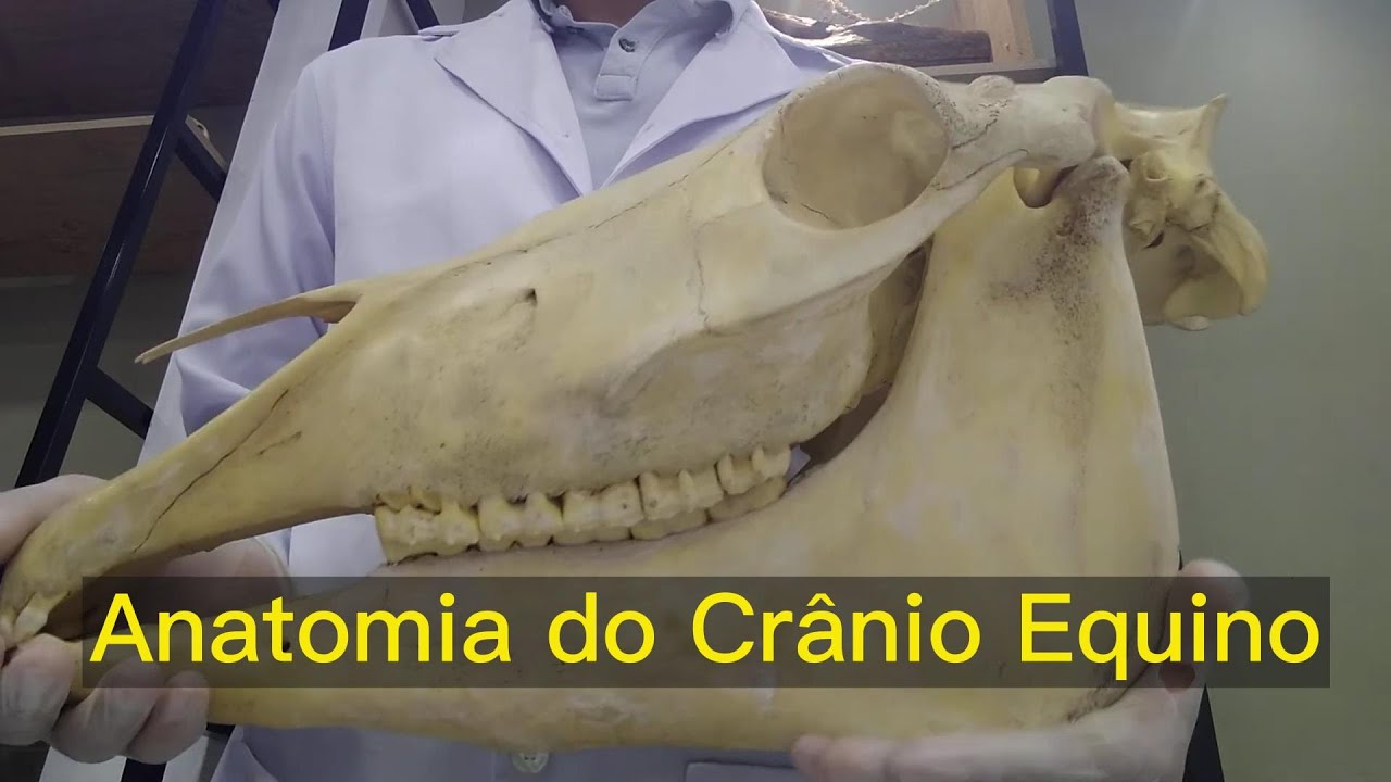 Anatomia do Crânio Equino