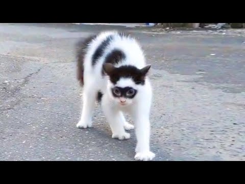 Angry CATS 😺 Videos That Will Have You Almost Choking With Laughter -   Funny Pet Reaction