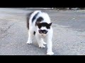 Angry CATS Videos That Will Have You Almost Choking With Laughter Funny Pet Reaction