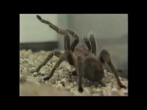 Bernd Knauer und Herr Fugbaum