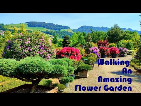 Walking An Amazing Flower Garden | Rhododendron Paradise | Switzerland , Inwil