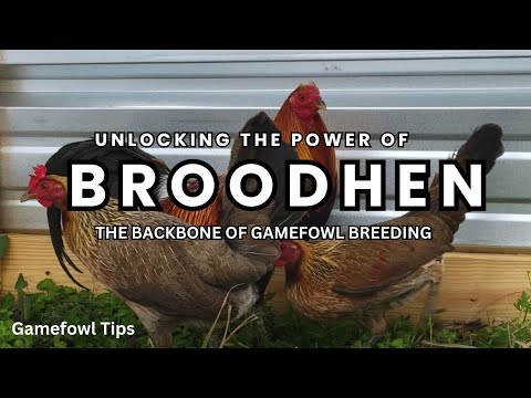 Unlocking the Power of Brood Hens: The Backbone of Gamefowl Breeding