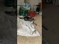 When your chinchilla finds the stash of Vitamin C pellets…