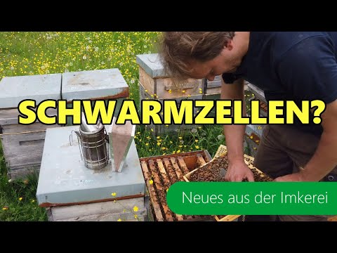 Auf der Suche nach Schwarmzellen | Buckfast- Carnica | Neues aus der Imkerei