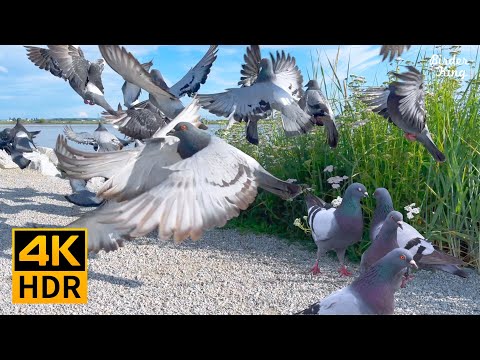 Cat TV for cats to watch????????Beautiful garden birds and pigeons ???? 8 hours(4K HDR)