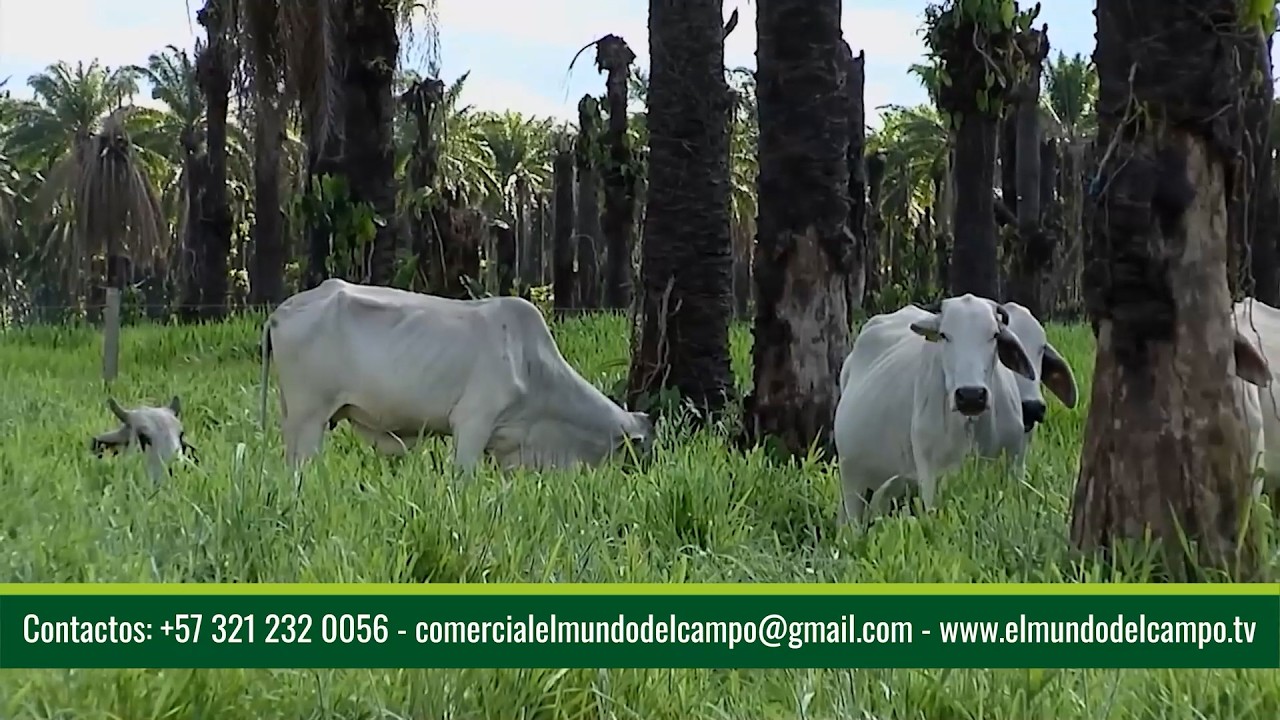 PASTURAS ASOCIADAS A PALMA AFRICANA PASTO PALMERAS DEL LLANO   ACACIAS   META