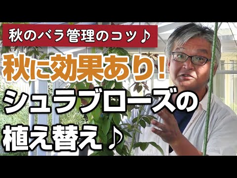 マウンテンローズ 植物