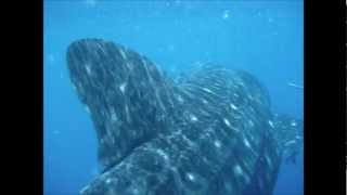 preview picture of video 'Whale Shark - San Agustin.mp4'