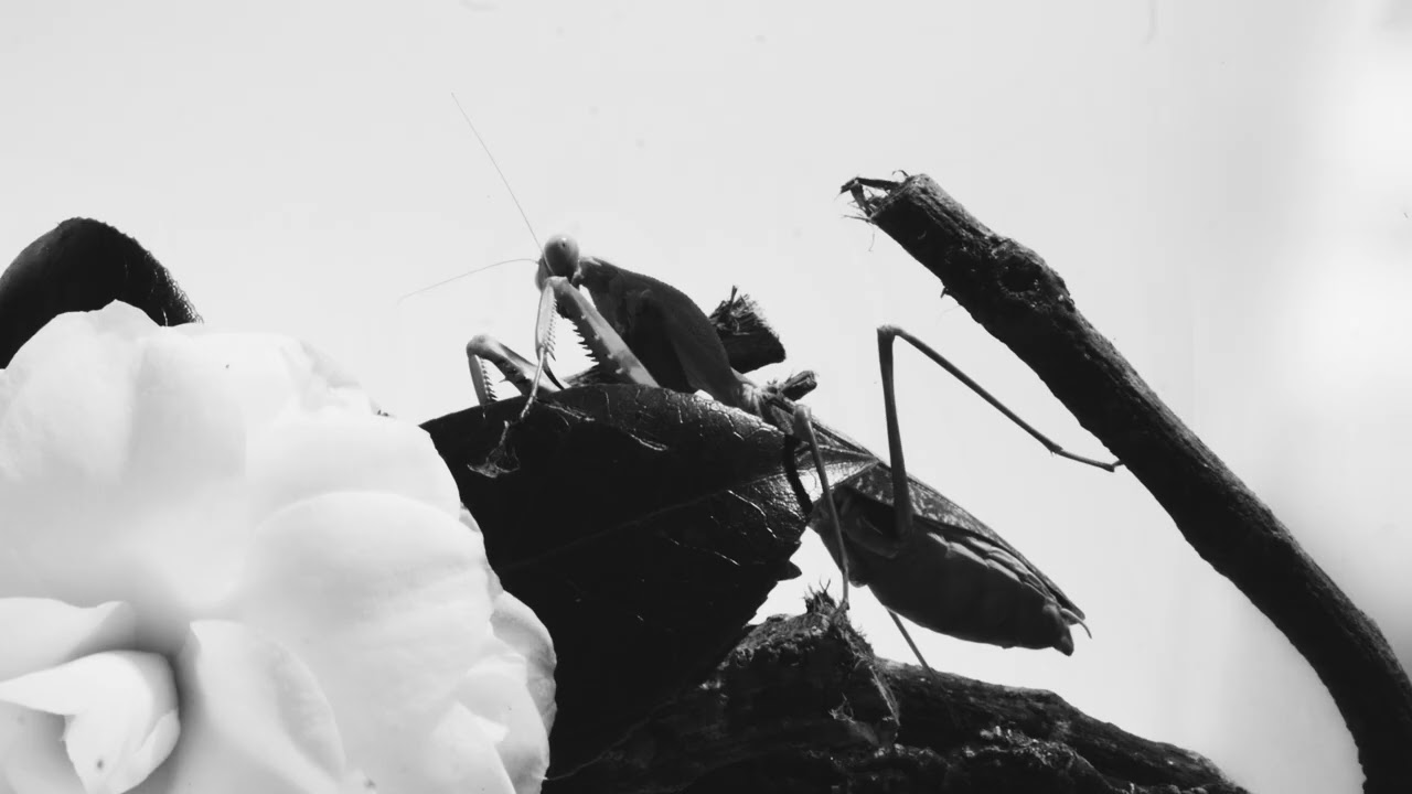 Courtney Barnett - Great Advice (Official Visualizer) - YouTube