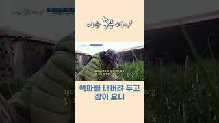 [나는농부다 234회] 쪽파를 내버려 두고 잠이 오니