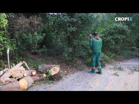 Pocela velika sjeca potkornjakom zarazenih borova na Marjanu