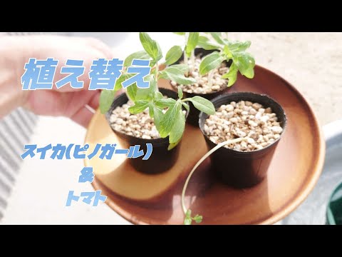 トマト 植物