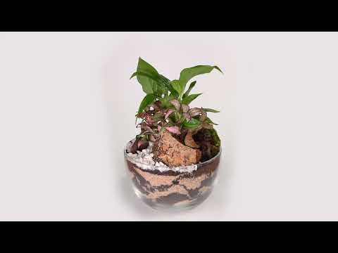 BIOGARDEN,  TERRARIO Ecosistema POCKET VIVALDI