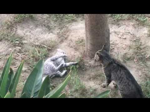 Feral Cat Fight