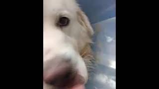 Video preview image #1 Great Pyrenees Puppy For Sale in Spring, TX, USA