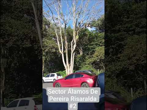 Sector Álamos De Pereira Risaralda#2
