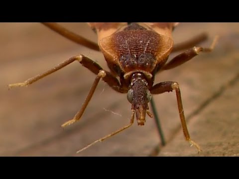 CDC Warns TN Of Kissing Bug, Chagas Disease