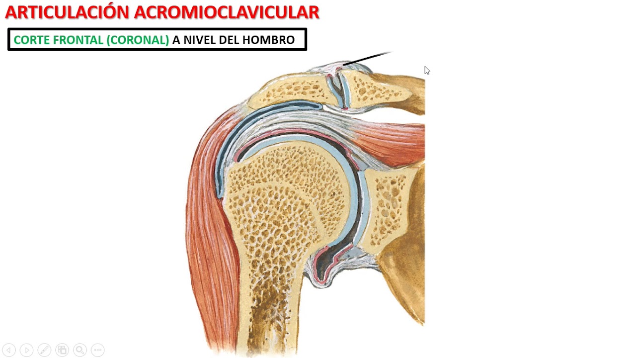 Articulación acromioclavicular