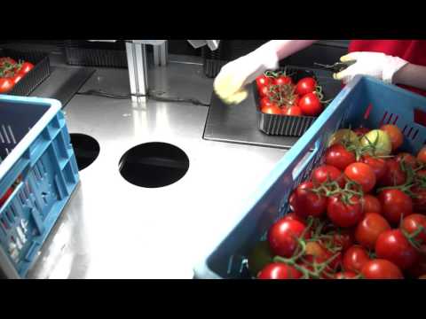 Packing line for tomatoes and tomatoes on the vine