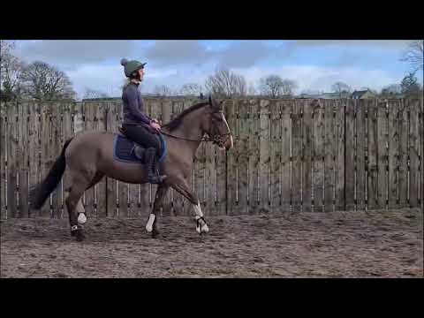 148 sporty cob pony - Image 2