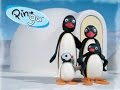 Pingu 2014