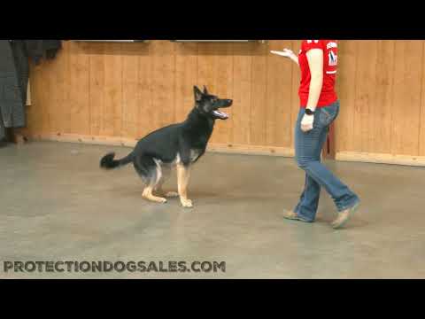 Obedience And Ball Play With "Duel" 