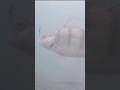 Video Thumbnail for Fat perch #short #shorts #fishingshorts #icefishing