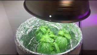 Better Bucket Brings Basil Bounty