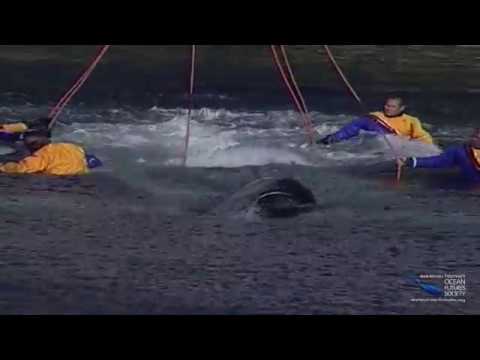 SeaScope 52 - Keiko - Homeward Bound