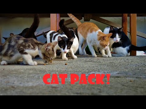 You can't have too many cats! Cat pack!