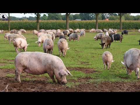 How Germans Raise Pigs - Modern Pig Breeding Technology