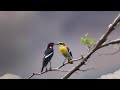 The Fascinating World Of Birds A Journey Through Avian Wonders