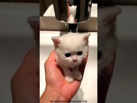 😱 Он просто хотел помыть руки… но кот был против этого! #shorts