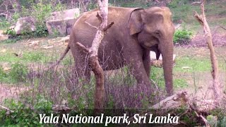 preview picture of video 'Happy wild Sri Lankan Elephant in Yala National park / Divoký slon - národní park Yala - Sri Lanka'