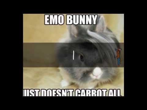 My top 10 favorite animal memes :)