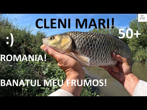 ☀️🎣 Cleanul cel Mare, într-o partidă excepțională de Spinning! Recordul ultimilor ani la clean!! 🎣☀️