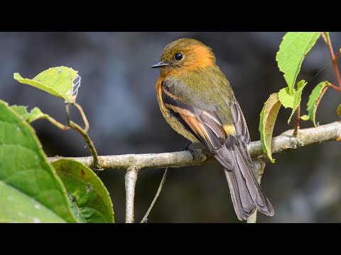 Avistamiento de Aves en Guayabetal, Cundinamarca - Colombia