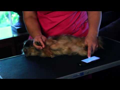 How to Measure your Pet's Resting Heart Rate