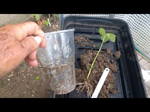Grapevines From Softwood Cuttings in The Early Summer