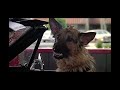 K9 Jerry Lee Goes Through The Carwash