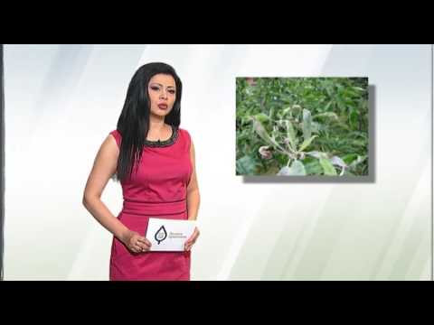 Zelena prognoza, 24.3.2017. - O stanju u zasadima jabuka