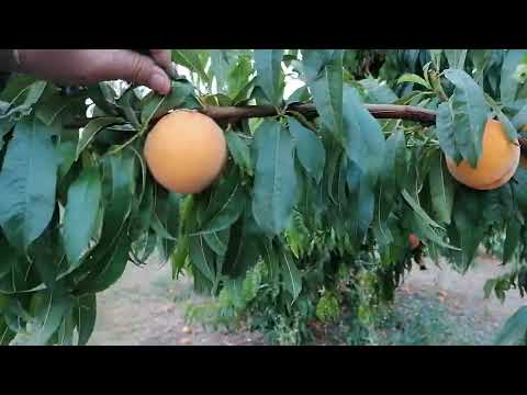 LO CORRECTO PARA EL MELOCOTON