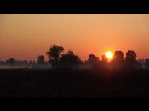 Sonnenaufgang in Bodenheim - Landschaft im Sommer