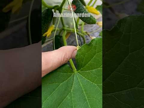 Do this with cucumbers, get a bountiful harvest #cucumbers #cucumberplant #harvest